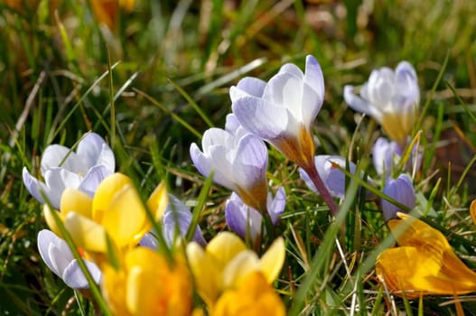 Crocus yellow - Crocus yellow 07