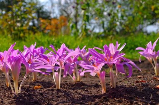 Autumn timeless - autumn crocus 06
