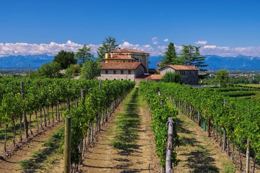 Friuli Winery - Friuli vineyard estate 01