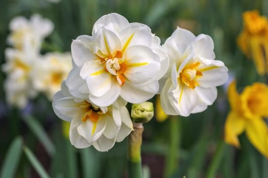 Daffodil Sir Winston Churchill 01