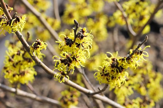 Hamamelis 47