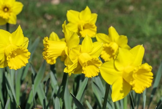 Easter Bell - daffodil 25