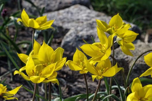Wild tulip Tulipa sylvestris - wild tulip Tulipa sylvestris 01