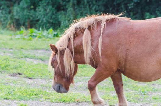 Horse on a pasture...