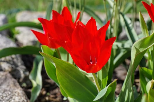Tulip red - tulip red 29
