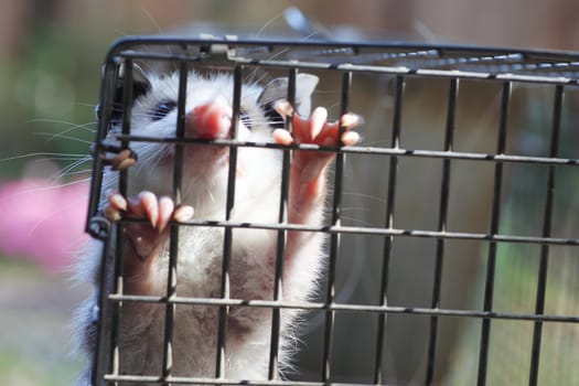 baby possum in humane trap, released in woods