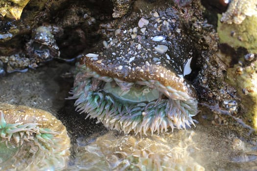 Seeanemone