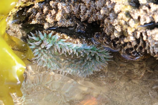 Seeanemone