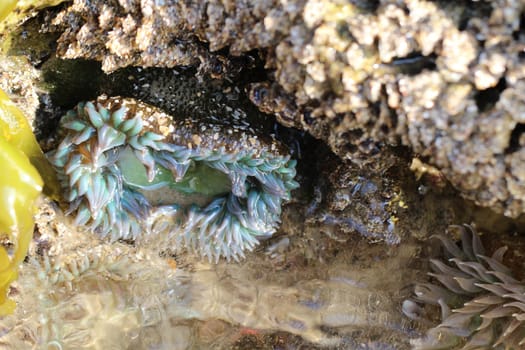 Seeanemone