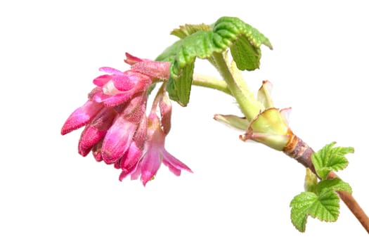 Currant ribes sanguineum spring blooming branch with fresh leaves and red flowers. Isolated on white photo with shallow depth of field and selective focus point.