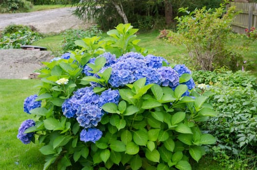 beutiful garden hortensia with blue flower