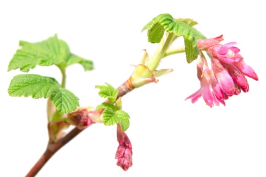 Ribes sanguineum or red-flowering currant spring blossom purple flowers on branch. Isolated on white photo with shallow depth of field and selective focus point