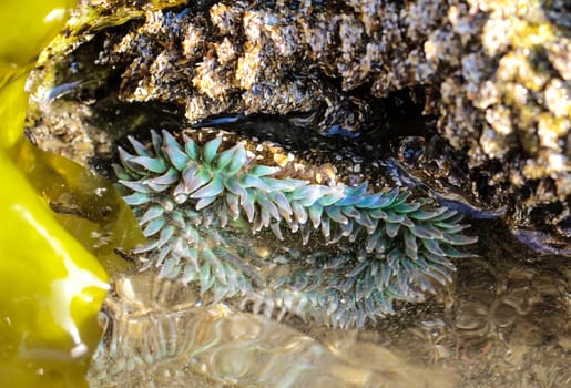 Seeanemone