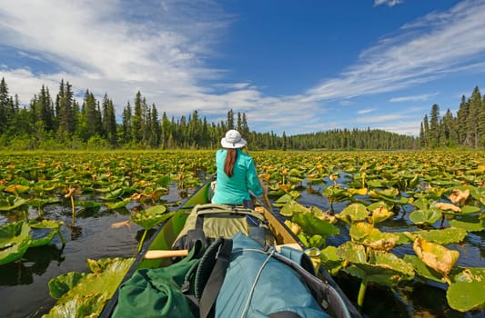 Paddling Through Lily pads of Canoe Lake in the Swanson River Wilderness of the Kenai Wildlife Refuge in Alaska