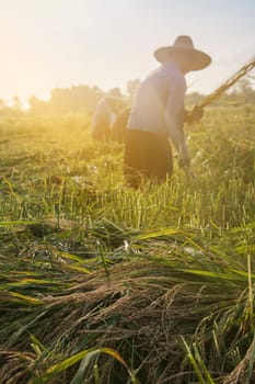 Workers Cutting Rice in the Paddy Field