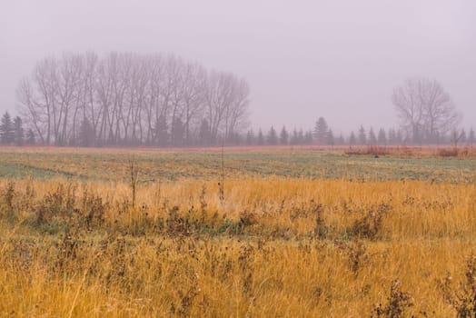 Rainy prairie landscape of a tree line in the mist.
