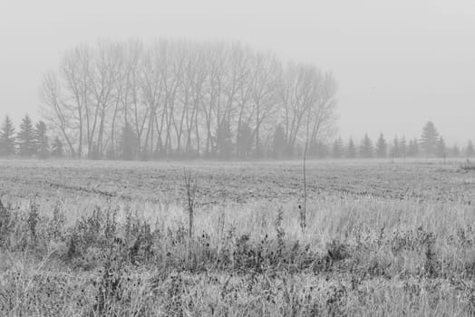 Monochrome landscape of trees in the Mist on a rainy day.