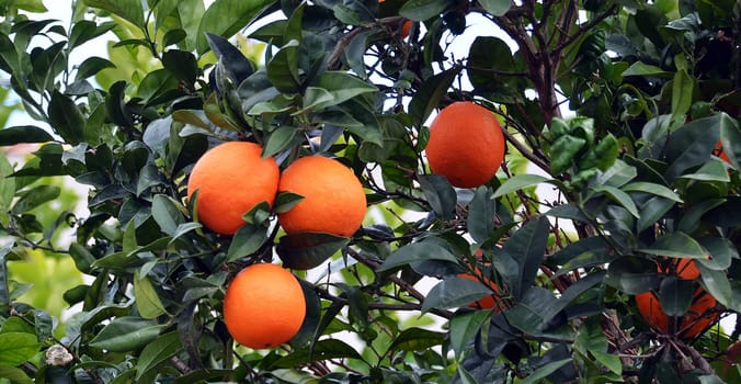 Fresh oranges