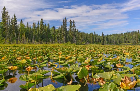 Water Lilies on a Sunny Day in Canoe Lake of the Kenai Wildlife Refuge in Alaska