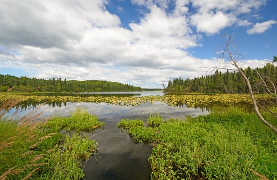 Narrow Channel in Spruce Lake in Kenai Wildlife Refuge in Alaska