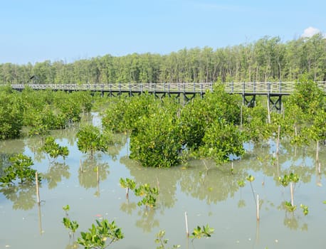 Mangrove forest in Thailand. Mangroves serve as nurseries for many marine species.