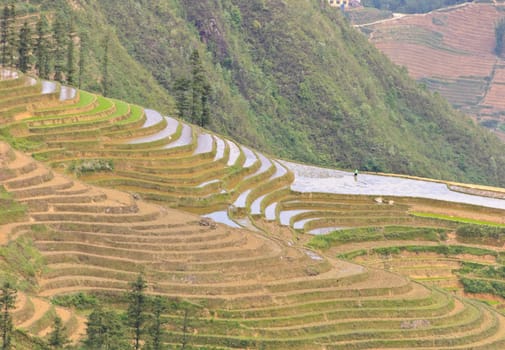 Sloping paddy fields in Sapa, Vietnam