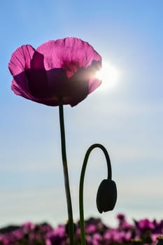 Poppy flower in violet in sunlight