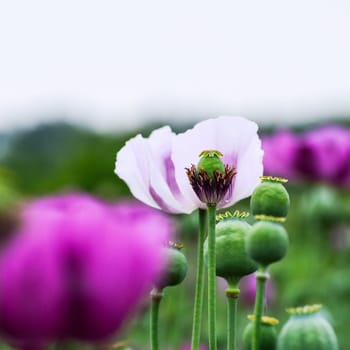 Poppies in purple and white
