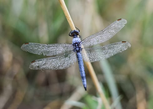 Dragonfly in blue on a stalk