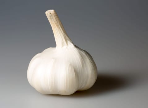 Garlic Bulb Close Up on grey background.