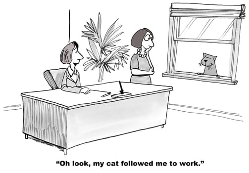 Cat cartoon.  The cat followed his owner to her job.