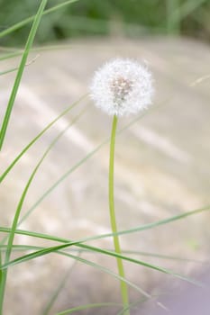 Single puss flower in front of a wooden walkway