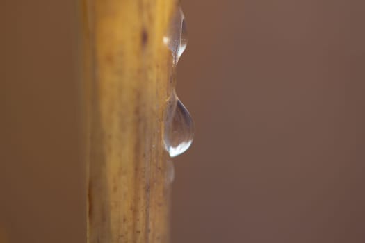 A meadow,a stalk at sunset - Abstract
