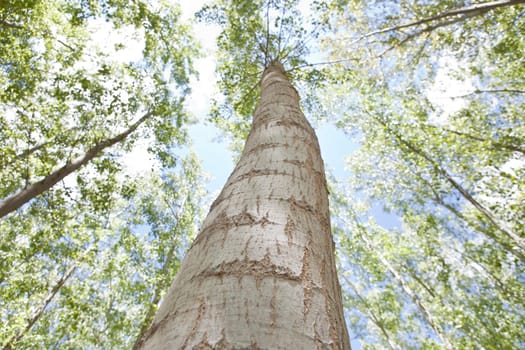 Young poplar forest on springtime, Valdelacalzada, Spain