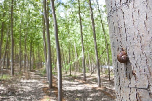 Snail on poplar forest a day before rain on springtime, Valdelacalzada, Spain