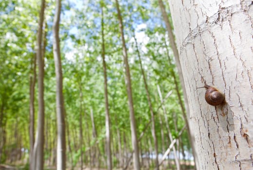 Snail on poplar forest a day before rain on springtime, Valdelacalzada, Spain