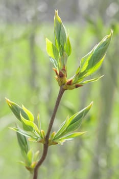Spring sprouting branch with blooming buds and new fresh leaves. Stock photo with shallow DOF and selective focus point.