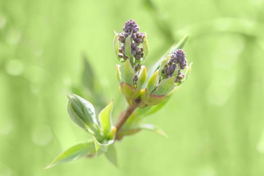 Springtime bush sprouting sprig with blossoming leaves buds and fresh new foliage. Close-up photo with shallow DOF and selective focus point.