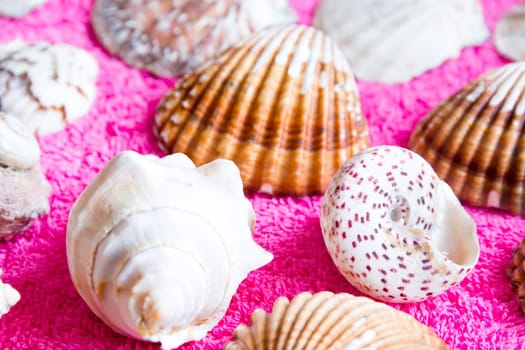 Photo of lot seashells on color towel