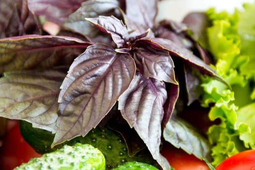 Photo of fresh basil foliage with salad