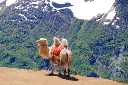 Image of lonely camel in high Caucasus mountains