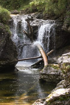 The fresh,clear water of a waterfall falls on a tree - a jungle scenery in Germany
