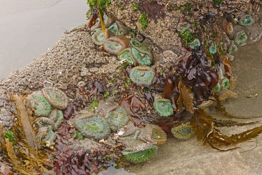 Marine Flora and Fauna at Low Tide on Lighthouse Beach near Cape Arago in Oregon