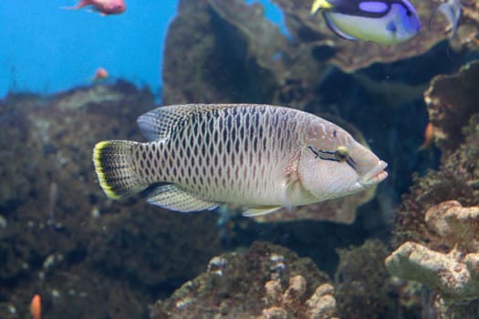 Colored fish of Mediterranean sea, in aquarium, Barcelona, Spain