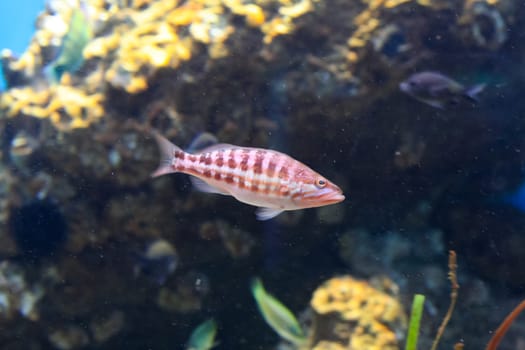 Comber or Serranus cabrilla, in aquarium, Barcelona, Spain.