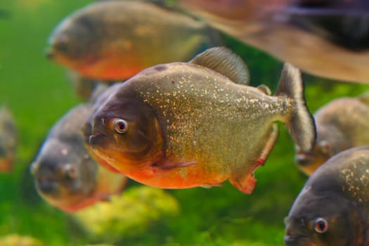 Red piranha or Serrasalmus nattereri, in aquarium, Barcelona, Spain.