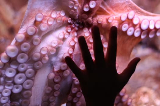 A child place his hand over octopus tentacles, in aquarium, Barcelona, Spain