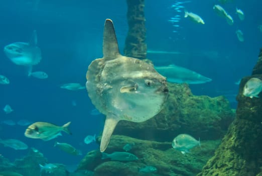 Huge luna-fish or mola-mola, in aquarium, Barcelona, Spain.