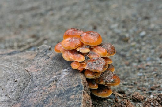 Orange fungus on a tree trunk, Barcelona, Spain