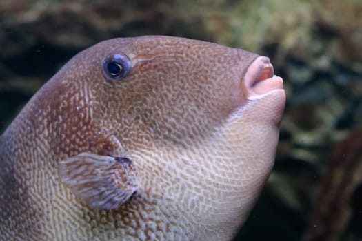 Triggerfish or Balistes carolinensis, in aquarium, Barcelona, Spain.